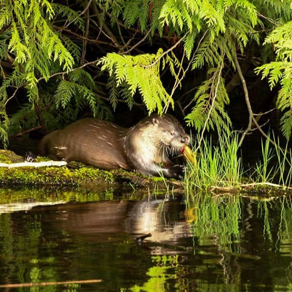 Otter