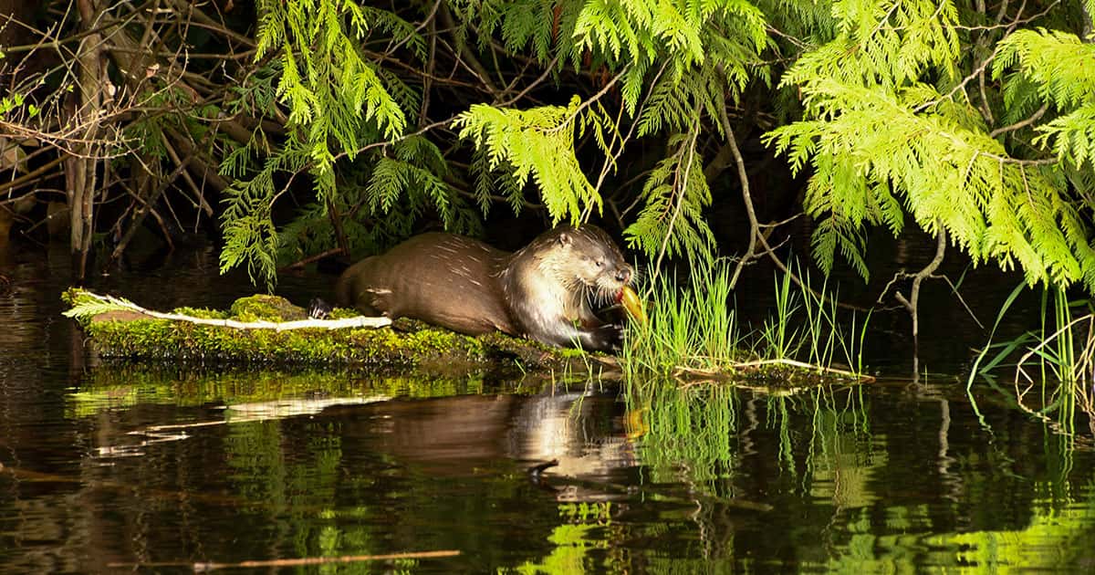 Otter