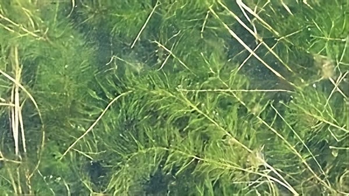 photo_eurasian-watermilfoil Eurasian Watermilfoil