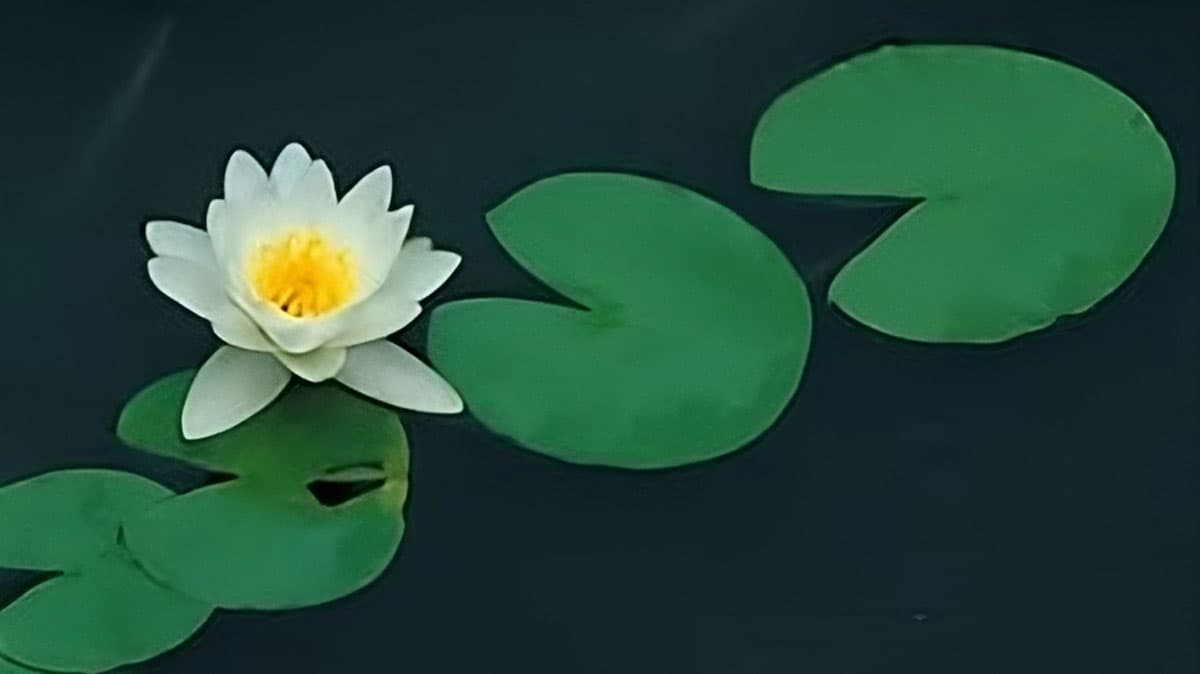 photo_fragrant-water-lily Fragrant Water Lily