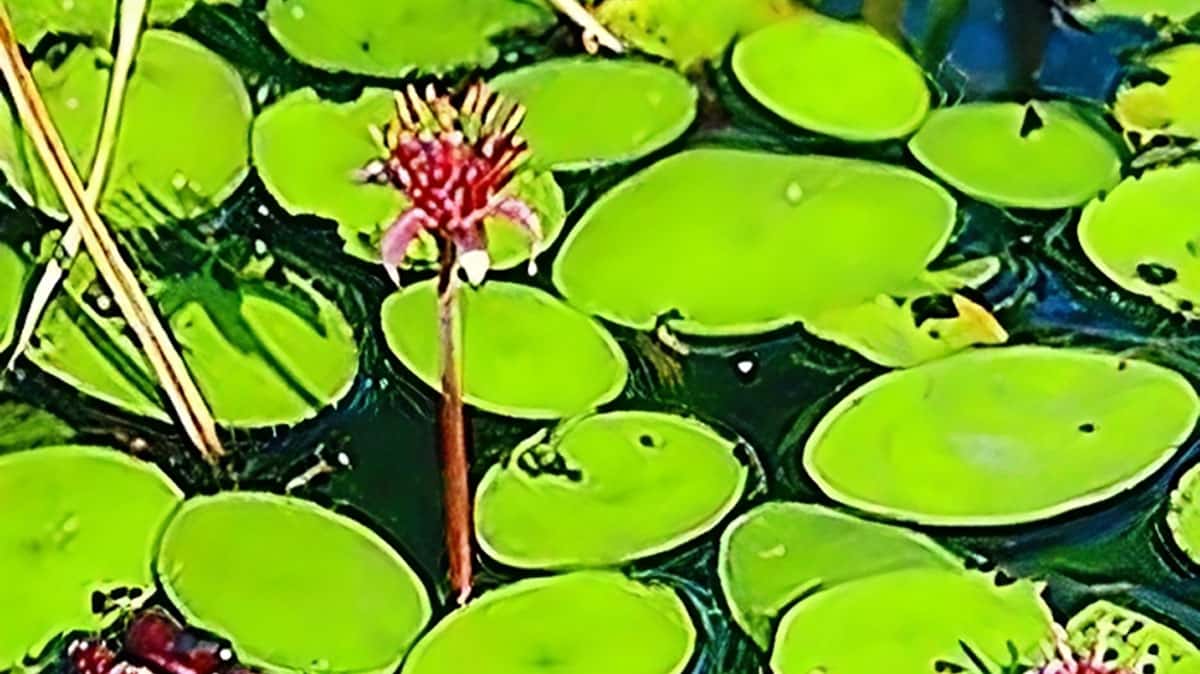 Watershield